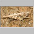 Tetrix ceperoi - Westliche Dornschrecke 05 9mm.jpg